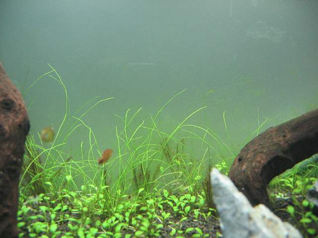 糸状藻